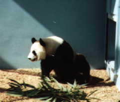 Panda at ZooAtlanta!