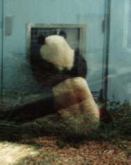 Panda at ZooAtlanta